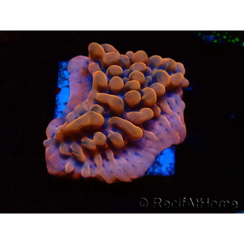 WYSIWYG JF Montipora Altered Ego