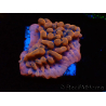 WYSIWYG JF Montipora Altered Ego 11B7