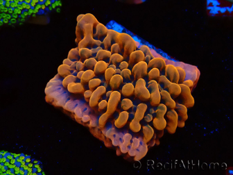 WYSIWYG JF Montipora Altered Ego 11B8