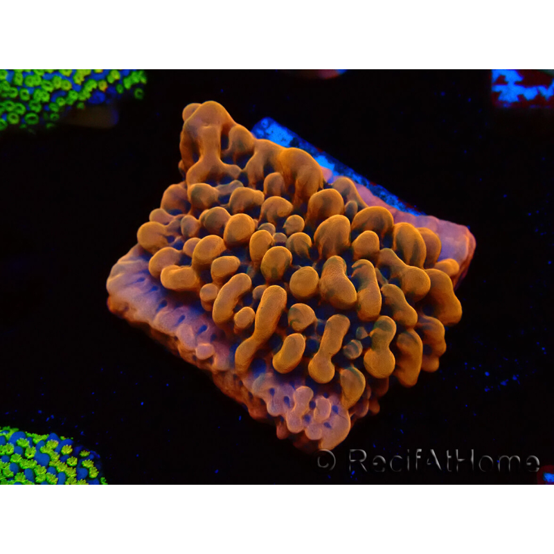 WYSIWYG JF Montipora Altered Ego