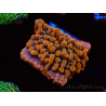 WYSIWYG JF Montipora Altered Ego 11B8