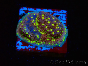 WYSIWYG Montipora Habanero