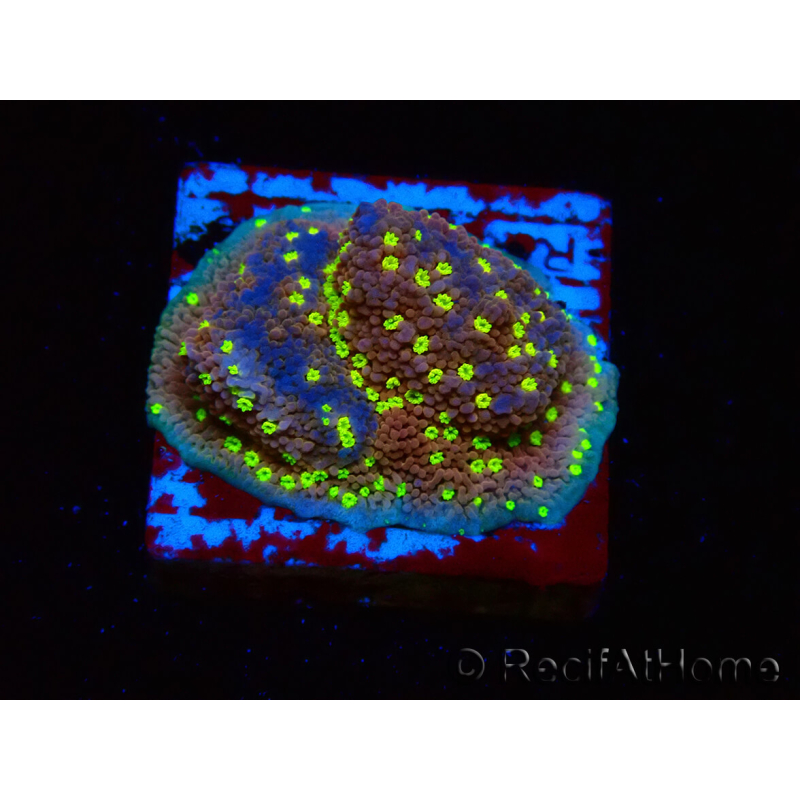 WYSIWYG Montipora Habanero 11C5