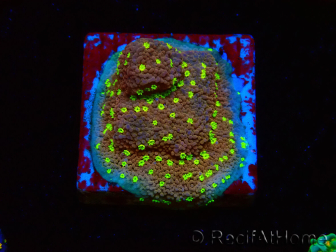 WYSIWYG Montipora Habanero 11C6