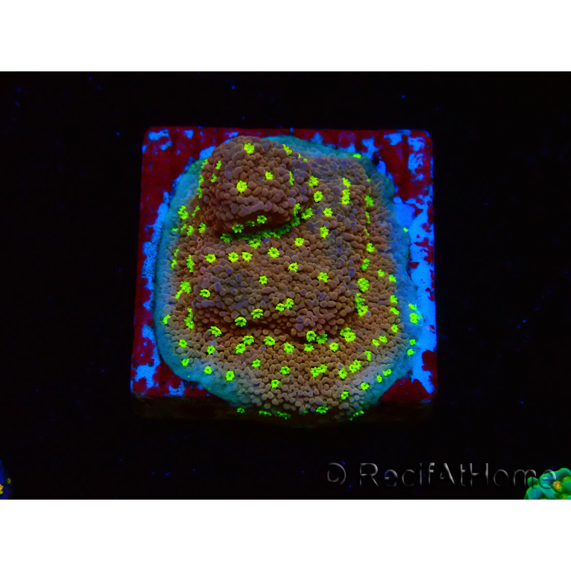 WYSIWYG Montipora Habanero