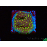 WYSIWYG Montipora Habanero