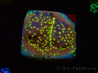 WYSIWYG Montipora Habanero 11C7