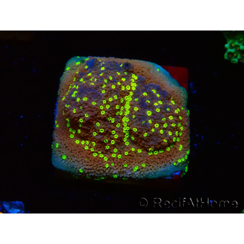 WYSIWYG Montipora Habanero 11C7