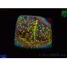 WYSIWYG Montipora Habanero