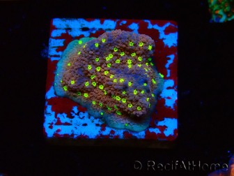 WYSIWYG Montipora Habanero 11C8
