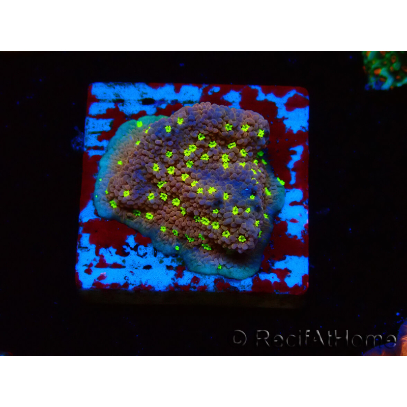 WYSIWYG Montipora Habanero 11C8