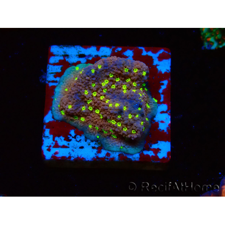 WYSIWYG Montipora Habanero 11C8
