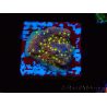 WYSIWYG Montipora Habanero 11C8