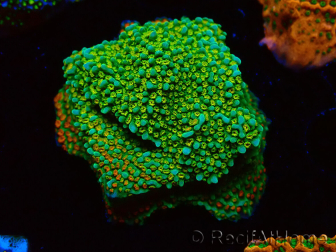 WYSIWYG Montipora Chili Pepper 11D1