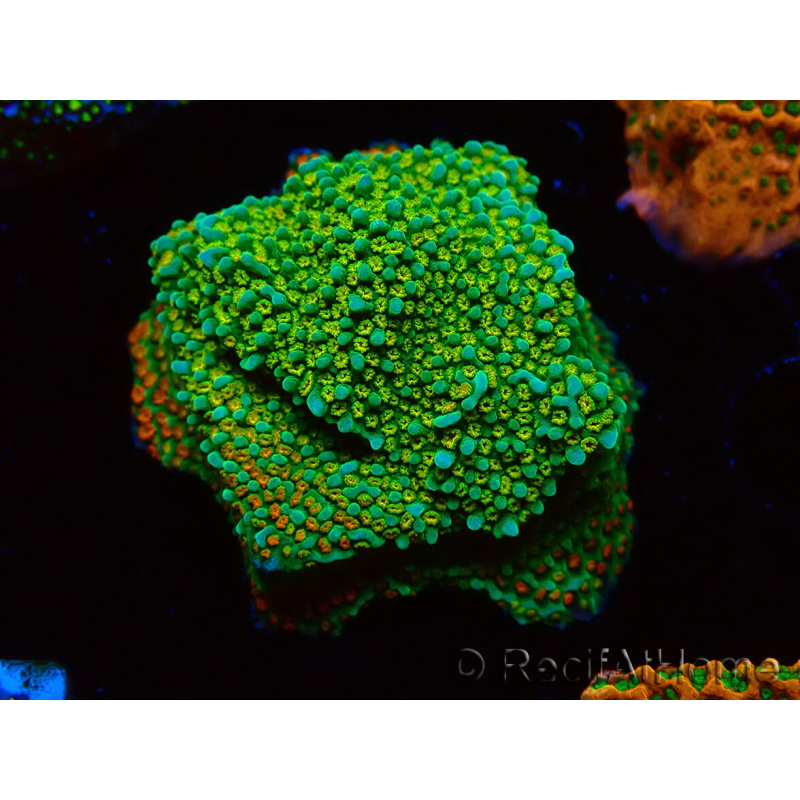 WYSIWYG Montipora Chili Pepper 11D1