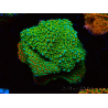 WYSIWYG Montipora Chili Pepper 11D1