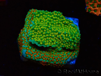 WYSIWYG Montipora Chili Pepper