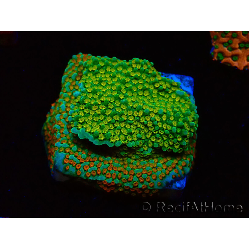 WYSIWYG Montipora Chili Pepper