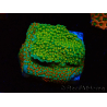 WYSIWYG Montipora Chili Pepper