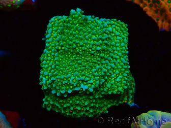 WYSIWYG Montipora Chili Pepper