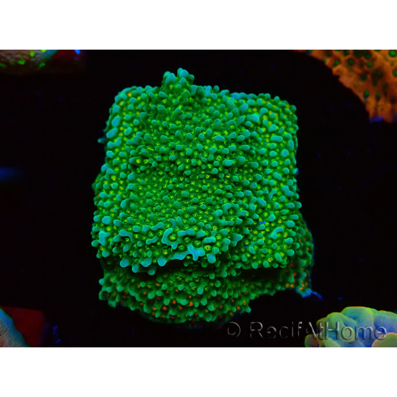 WYSIWYG Montipora Chili Pepper