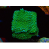 WYSIWYG Montipora Chili Pepper 11D3