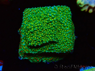 WYSIWYG Montipora Chili Pepper