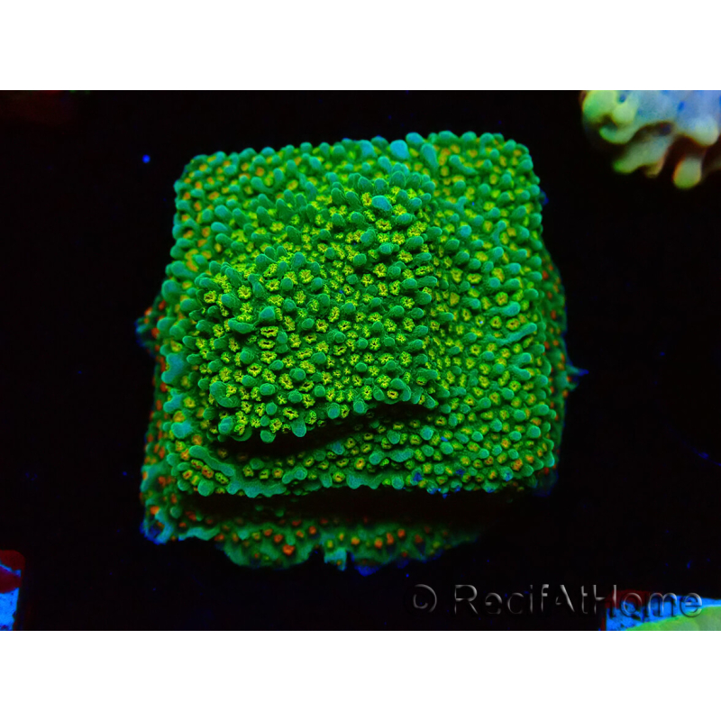 WYSIWYG Montipora Chili Pepper