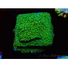 WYSIWYG Montipora Chili Pepper