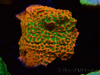 WYSIWYG RAH Montipora Phoenix evolution