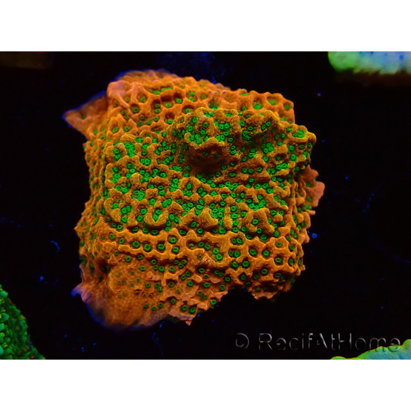 WYSIWYG RAH Montipora Phoenix evolution 11D5