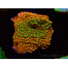 WYSIWYG RAH Montipora Phoenix evolution