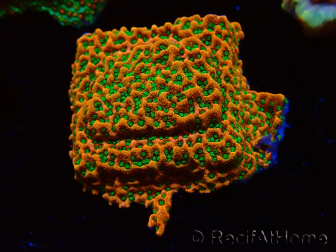 WYSIWYG RAH Montipora Phoenix evoluzione