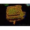 WYSIWYG RAH Montipora Phoenix evoluzione