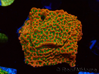 WYSIWYG RAH Montipora Phoenix evolution