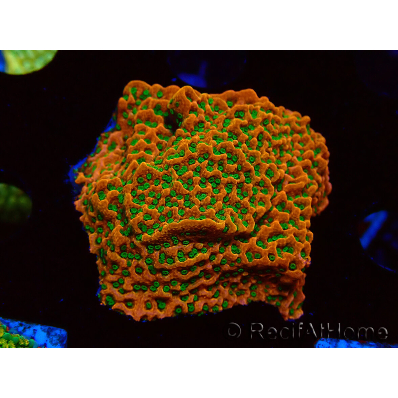 WYSIWYG RAH Montipora Phoenix evolution 11D7