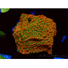 WYSIWYG RAH Montipora Phoenix evolution
