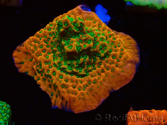 WYSIWYG RAH Montipora Phoenix evolution