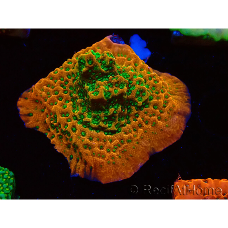 WYSIWYG RAH Montipora Phoenix evolution