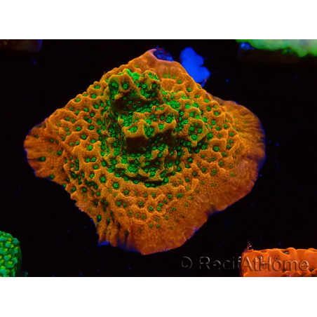 WYSIWYG RAH Montipora Phoenix evoluzione
