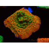 WYSIWYG RAH Montipora Phoenix evolución