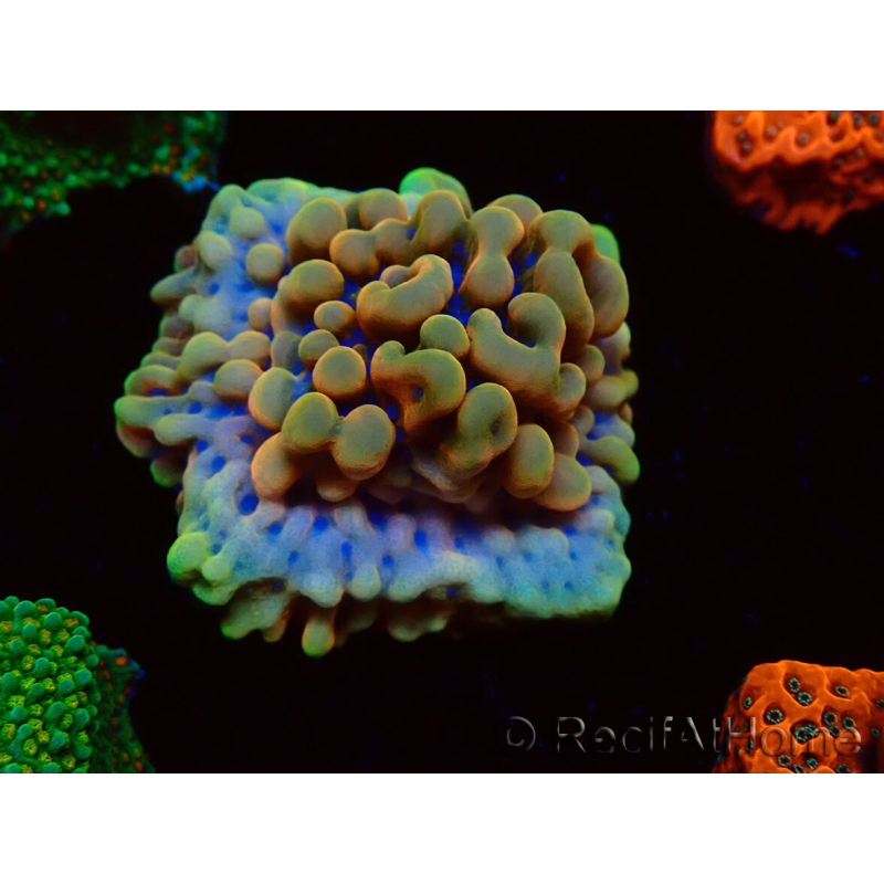 WYSIWYG Montipora Crazy T