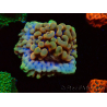 WYSIWYG Montipora Crazy T