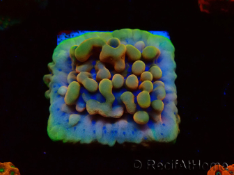 WYSIWYG Montipora Crazy T