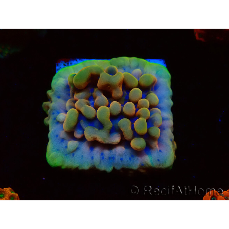 WYSIWYG Montipora Crazy T
