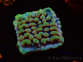WYSIWYG Montipora Crazy T