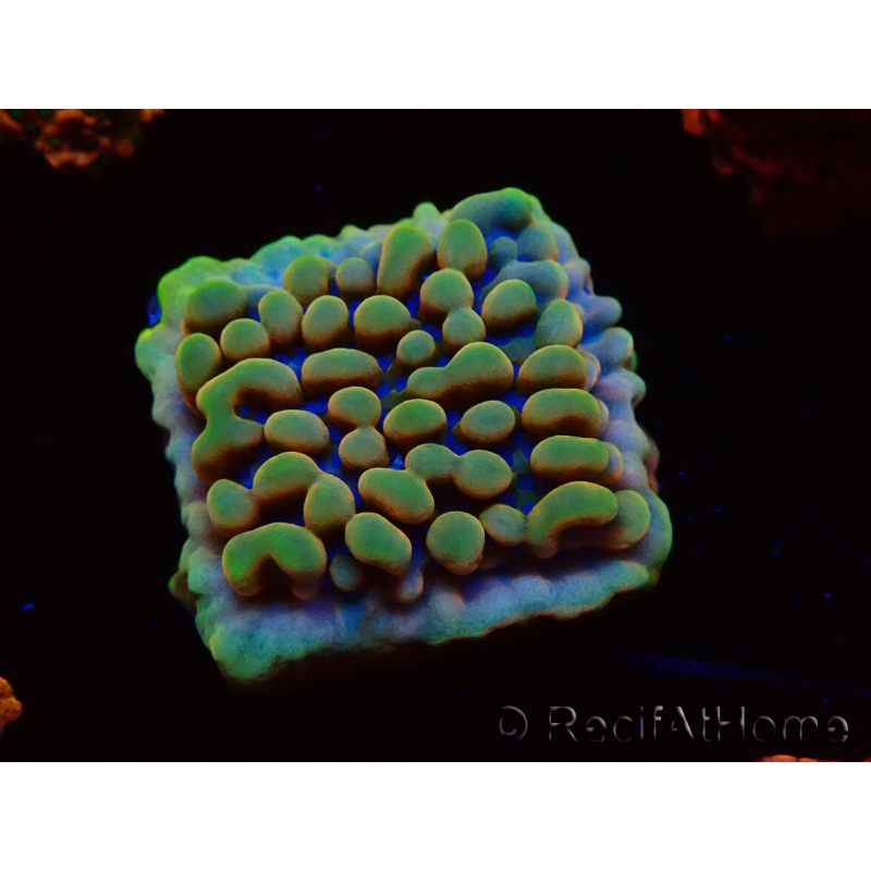 WYSIWYG Montipora Crazy T 11E3