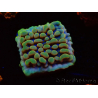 WYSIWYG Montipora Crazy T