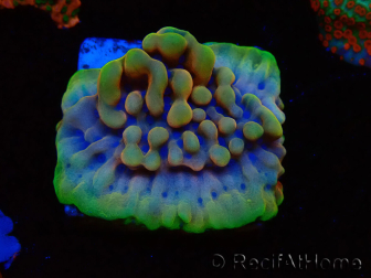 WYSIWYG Montipora Crazy T
