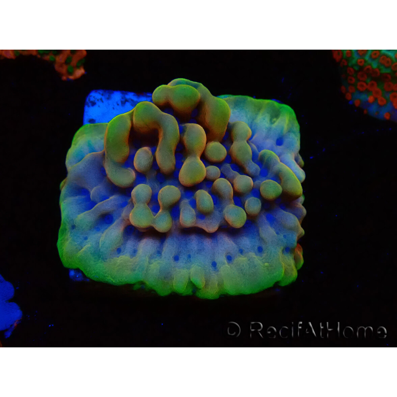 WYSIWYG Montipora Crazy T